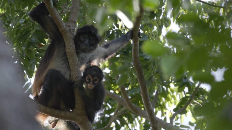 Mexico wildlife - spider monkey